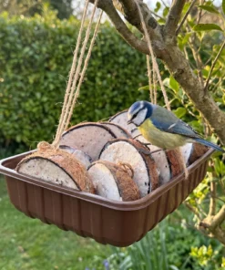 Pimpelmees eet van halve gevulde kokosnoten high energy – The Bird Family