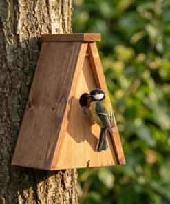 Koolmees bij nestkast koolmees – The Bird Family
