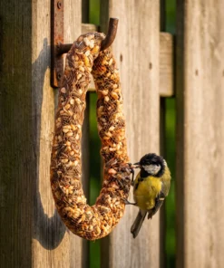 Koolmees eet van notenmixslinger – The Bird Family
