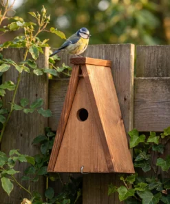 Pimpelmees bij nestkast pimpelmees – The Bird Family