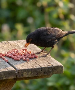 Merel eet bessen vetpellets – The Bird Family