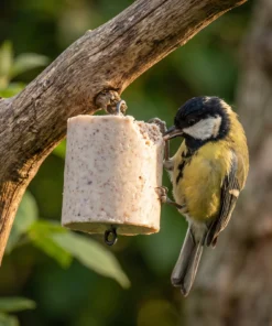 Koolmees eet van pindacake classic – The Bird Family