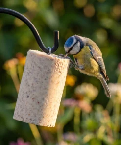 Pimpelmees eet van pindacake classic – The Bird Family