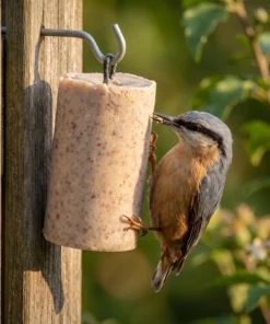 Boomklever eet van pindacake insecten – The Bird Family