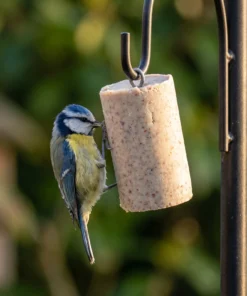 Pimpelmees eet van pindacake insecten – The Bird Family