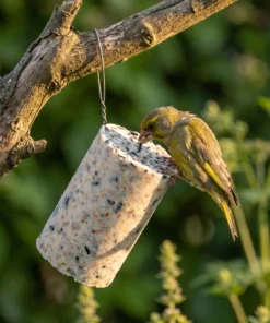 Groenling eet van pindacake zaden – The Bird Family