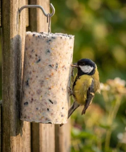Koolmees eet van pindacake zaden – The Bird Family