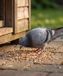 Postduif eet duivensnoepzaad – The Bird Family
