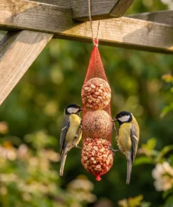 Koolmees eet van pindaslinger met mezenbollen – The Bird Family