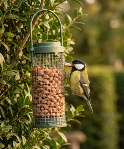 Koolmees eet uit pindasilo klein – The Bird Family