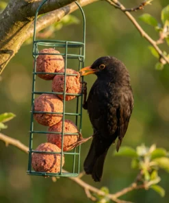 Merel eet van vetbollen bessen – The Bird Family