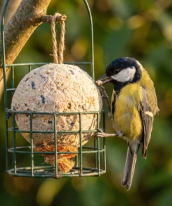 Koolmees eet van reuze vetbol high energy plus – The Bird Family