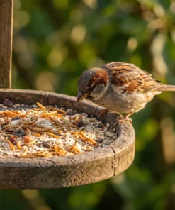 Huismus eet strooivoer Excellent muesli, rozijn en meelworm – The Bird Family