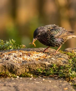 Spreeuw eet strooivoer Excellent muesli, rozijn en meelworm – The Bird Family