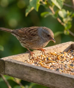 Heggenmus eet strooivoer Supra all season met meelwormen – The Bird Family