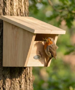 Roodborst bij roodborst comfort nestkast – The Bird Family