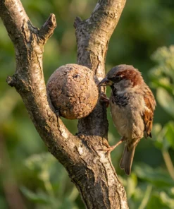 Huismus eet van vetbollen classic – The Bird Family