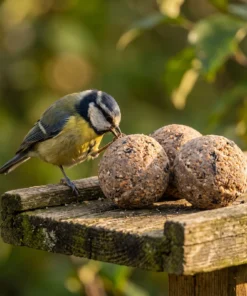 Koolmees eet van vetbollen classic – The Bird Family