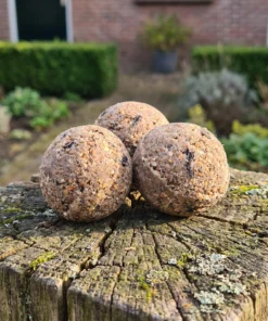 Vetbollen classic in de tuin – The Bird Family