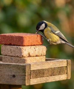 Koolmees eet van vogelcake high energy mix – The Bird Family