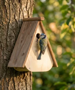 Pimpelmees bij nestkast Buitengewoon – The Bird Family
