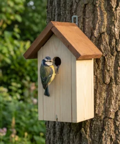 Pimpelmees bij nestkast Roos – The Bird Family