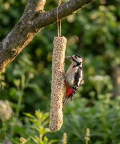 Grote bonte specht eet van vetstaaf noten XL – The Bird Family