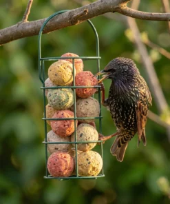 Spreeuw eet van vetbollen premium mix – The Bird Family