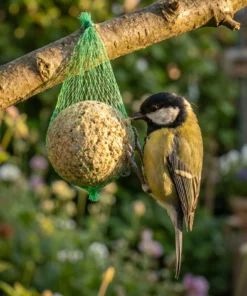 Koolmees eet van vetbollen premium mix met net – The Bird Family