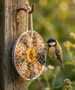 Koolmees eet van vogelpizza – The Bird Family