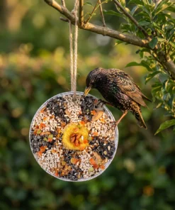 Spreeuw eet van vogelpizza – The Bird Family
