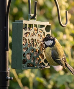 Koolmees eet uit vogelcakehouder Hulst – The Bird Family
