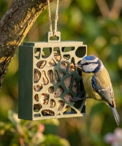 Pimpelmees eet uit vogelcakehouder Hulst – The Bird Family