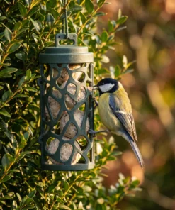 Koolmees eet uit vetbolsilo Jasmijn – The Bird Family