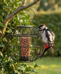 Grote bonte specht eet uit pindasilo Alant – The Bird Family