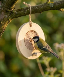 Koolmees eet van vogelmousse voederring blank – The Bird Family