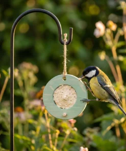 Koolmees eet van vogelmousse voederring groen – The Bird Family