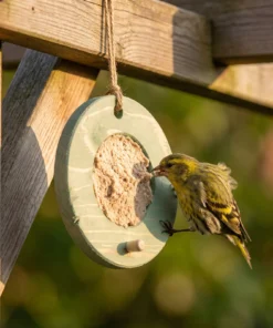 Sijs eet van vogelmousse voederring groen – The Bird Family