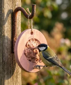 Koolmees eet van vogelmousse voederring roze – The Bird Family