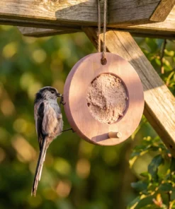 Staartmees eet van vogelmousse voederring roze – The Bird Family