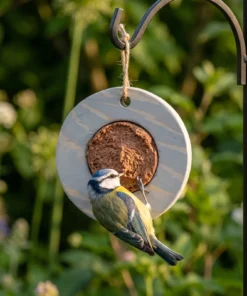 Pimpelmees eet van vogelmousse voederring grijs – The Bird Family