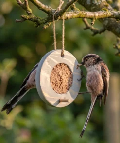Staartmees eet van vogelmousse voederring grijs – The Bird Family