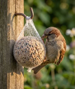 Huismus eet van vetbollen zonnepit met net – The Bird Family