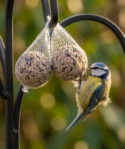 Pimpelmees eet van vetbollen zonnepit met net – The Bird Family