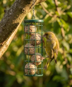 Groenling eet van vetbollen zonnepit premium – The Bird Family