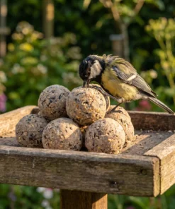 Koolmees eet van vetbollen zonnepit premium – The Bird Family