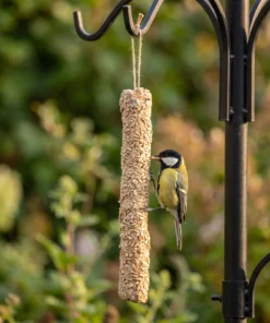 Koolmees eet van vetstaaf zonnepit XL – The Bird Family