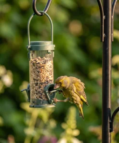 Groenling eet uit zadensilo klein – The Bird Family