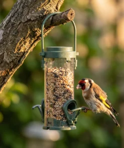 Putter eet uit zadensilo klein – The Bird Family