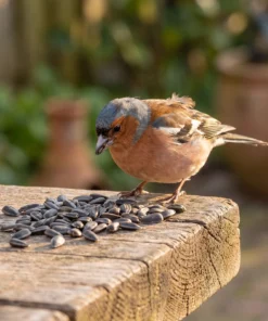 Vink eet zwarte zonnebloempitten – The Bird Family